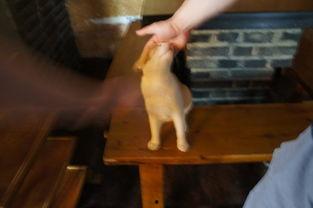 十八岁成人驯马视频,勇敢驯马，青春成长之旅