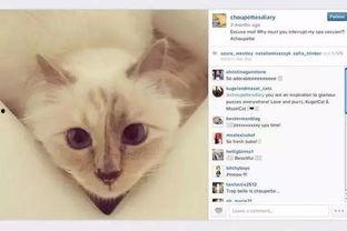 猫投胎成人好吗视频播放,揭秘神奇转世之旅