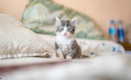 猫投胎成人好吗视频播放,揭秘神奇转世之旅