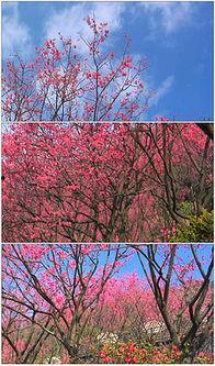 樱花视频www成人,成人内容的独特视角